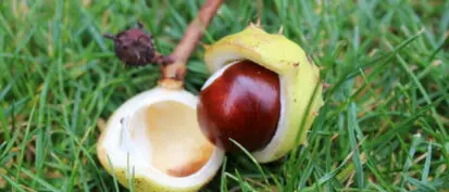 Conker picking