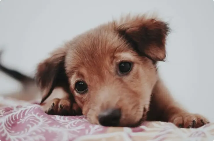 Curious brown and white dog lying on patterned bedding, looking at camera with tilted head