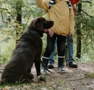 Adult and child walking dog