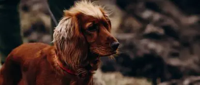 Cocker spaniel on a lead going for a walk
