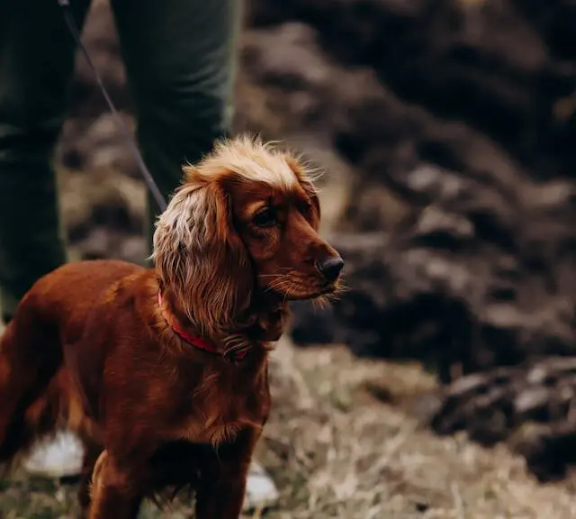 Cocker spaniel on a lead going for a walk