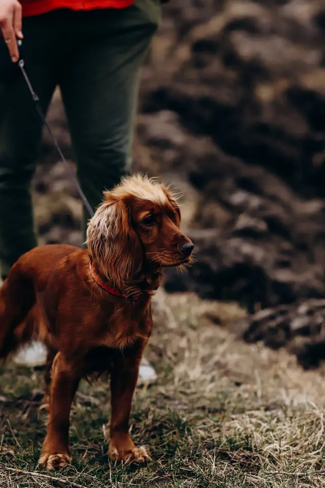 Cocker spaniel dog on a lead going for a walk in the countryside