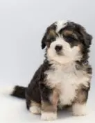 Small breed puppy