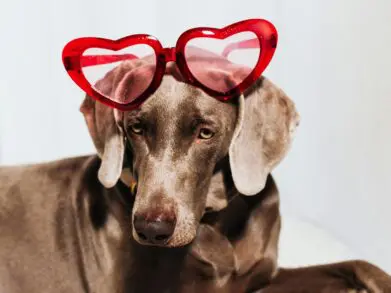 Dog wearing heart shaped sunglasses