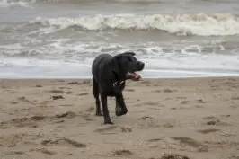 Purdy Black Lab at the beach