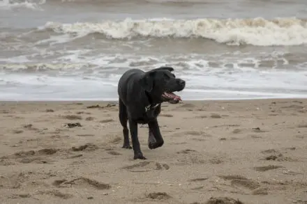 Purdy Black Lab at the beach