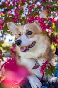 Corgi being held by owner in front of a cherry blossom tree