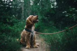 Dog sat looking at owner on a countryside walk