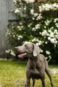 Weimaraner
