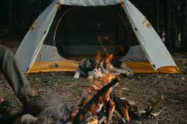 Dog laying inside tent