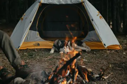 Dog laying inside tent