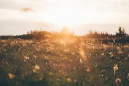 Sun setting behind a meadow of wild grass