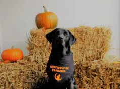 Black Labrador wearing sat in front of hay bales and pumpkins