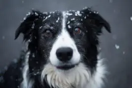 Collie dog with snowflakes on face