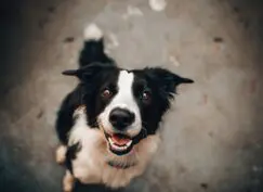 Border Collie dog