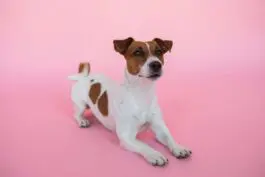 Jack Russell dog