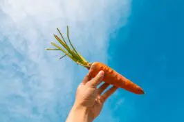 National Carrot day