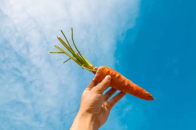 National Carrot day