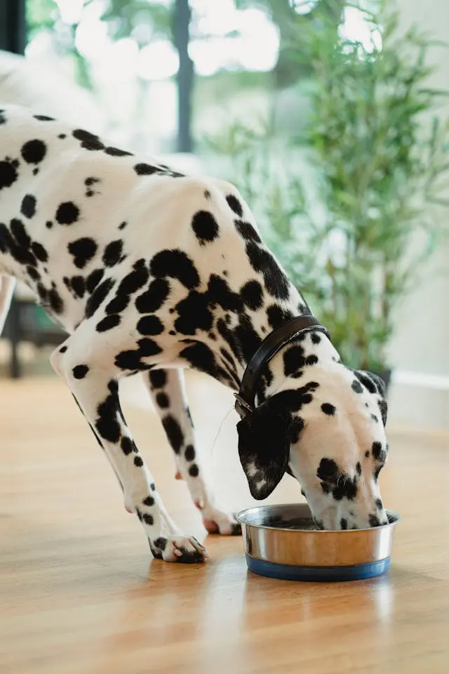 Dalmatian eating from a metal dog bowl