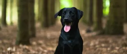 Black dog sat in woodland