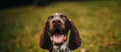 Happy dog in a field