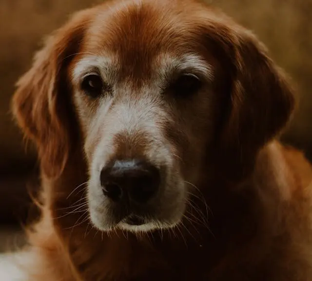 Senior golden retriever
