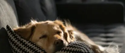 Dog sleeping on sofa