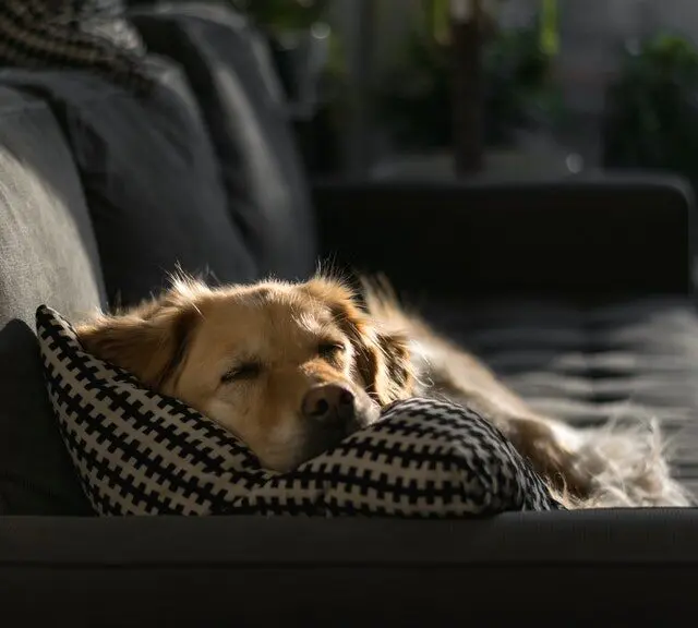 Dog sleeping on sofa