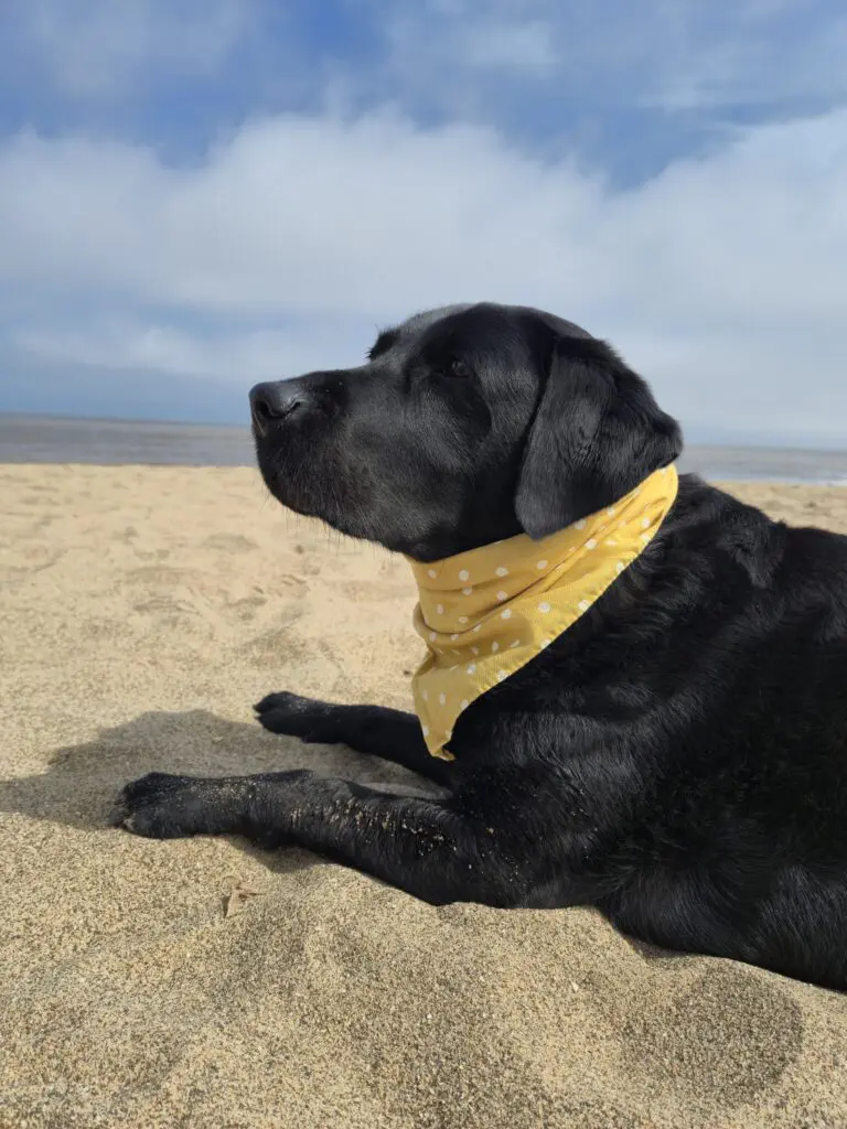 Black Labrador laying on the beach, wearing a yellow bandana.