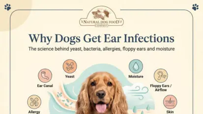 Infographic ear infections