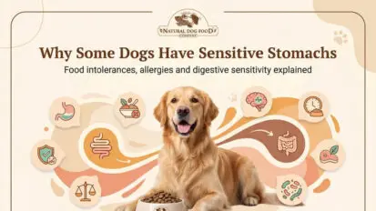 Why do dogs get sensitive stomachs