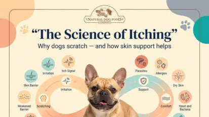 Infographic showing causes of itching in dogs and how to manage