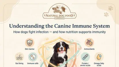 Infographic showing immune system processes and triggers in dogs