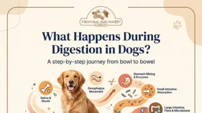 Infographic digestion