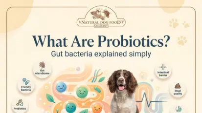 Infographic showing functions of probiotics in dogs