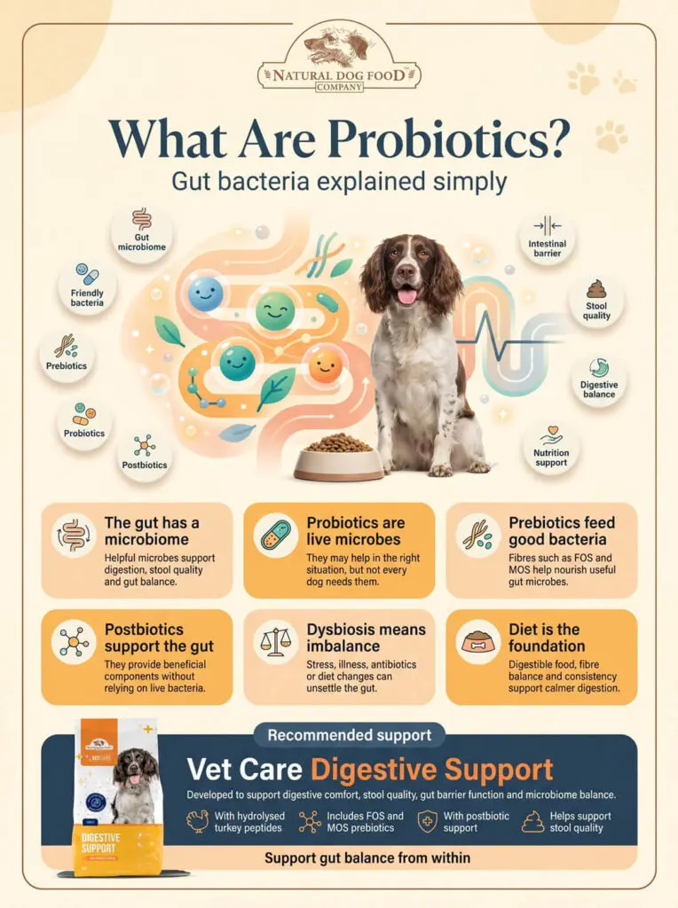 Infographic showing probiotic functions in the gut.