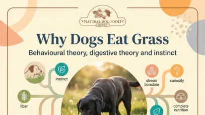 Infographic showing reason why dogs might eat grass