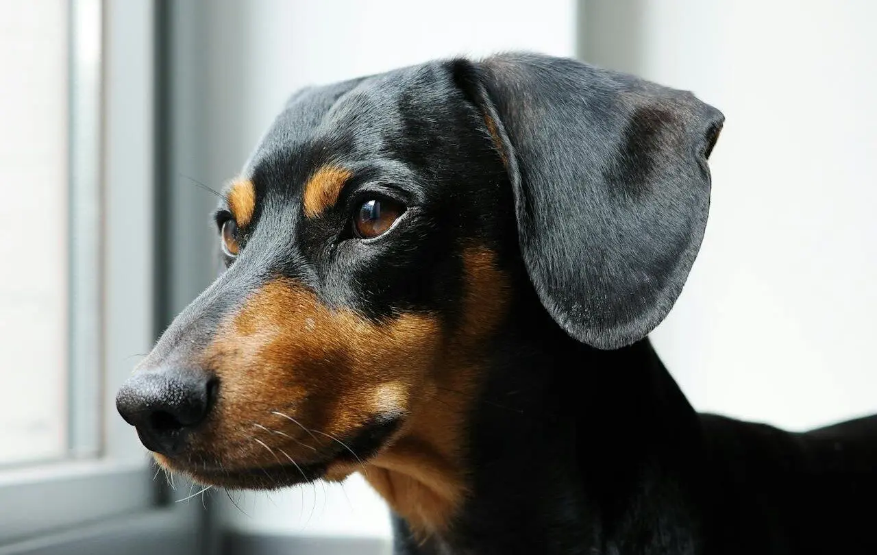 Black and tan Dachshund looking out of a window