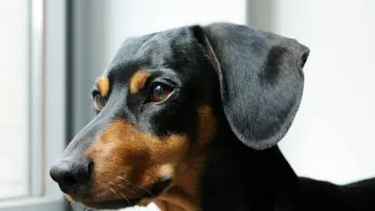 Black and tan Dachshund looking out of a window