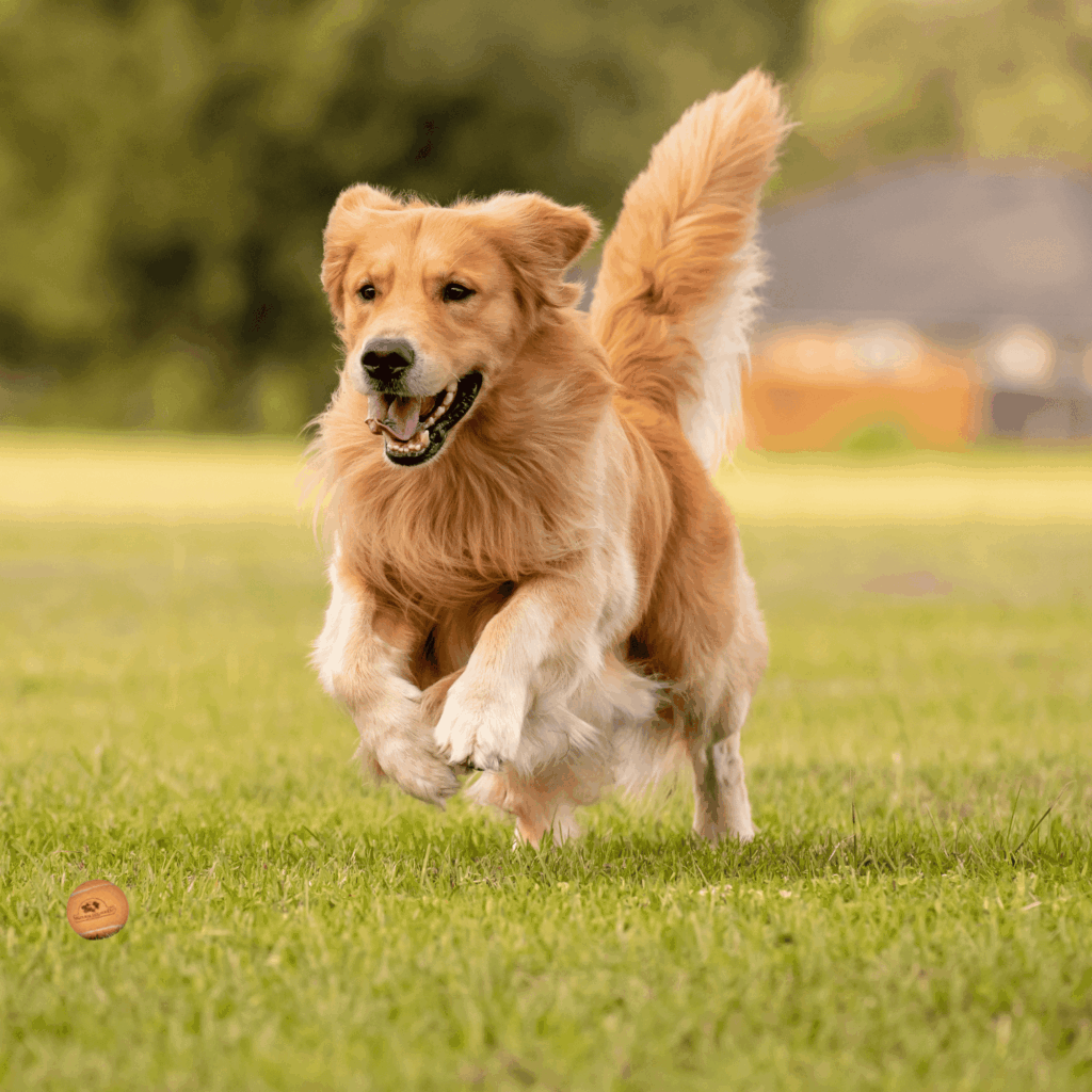 Golden Retriever happily running across the grass.