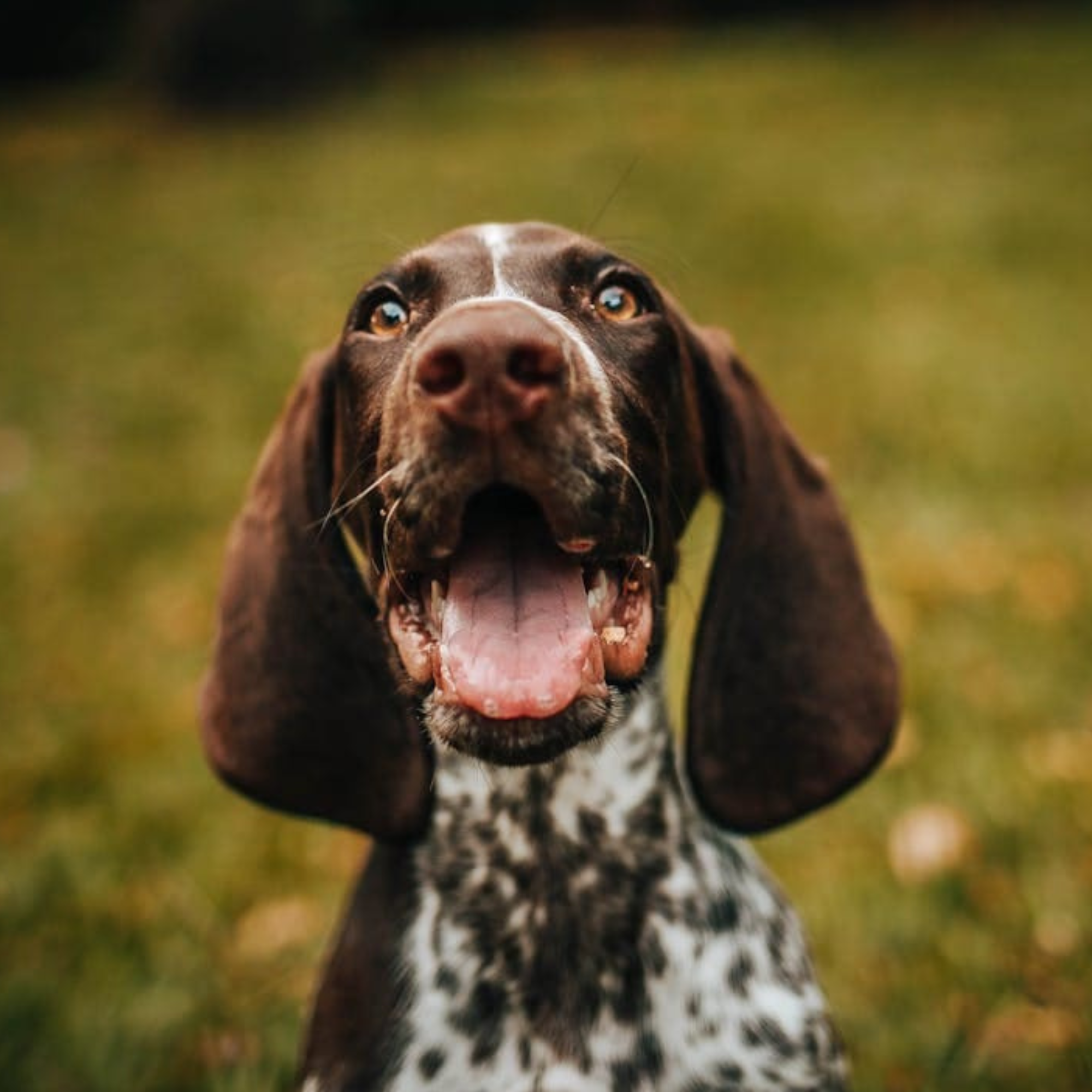 Excited brown and white dog with mouth open looking up in grassy field.