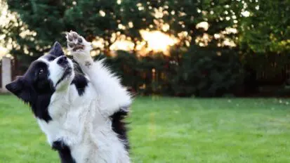 Black and white border collie lifting it's paw up