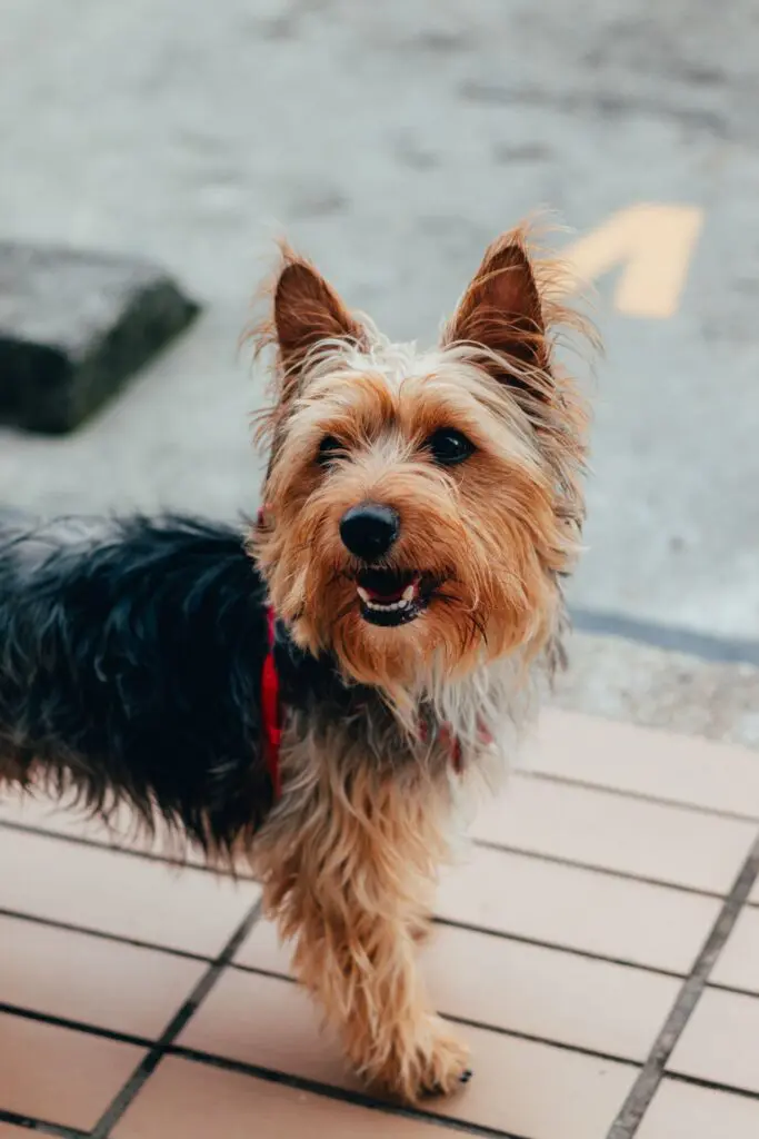 Black and tan Yorkshire terrier looking at the camera