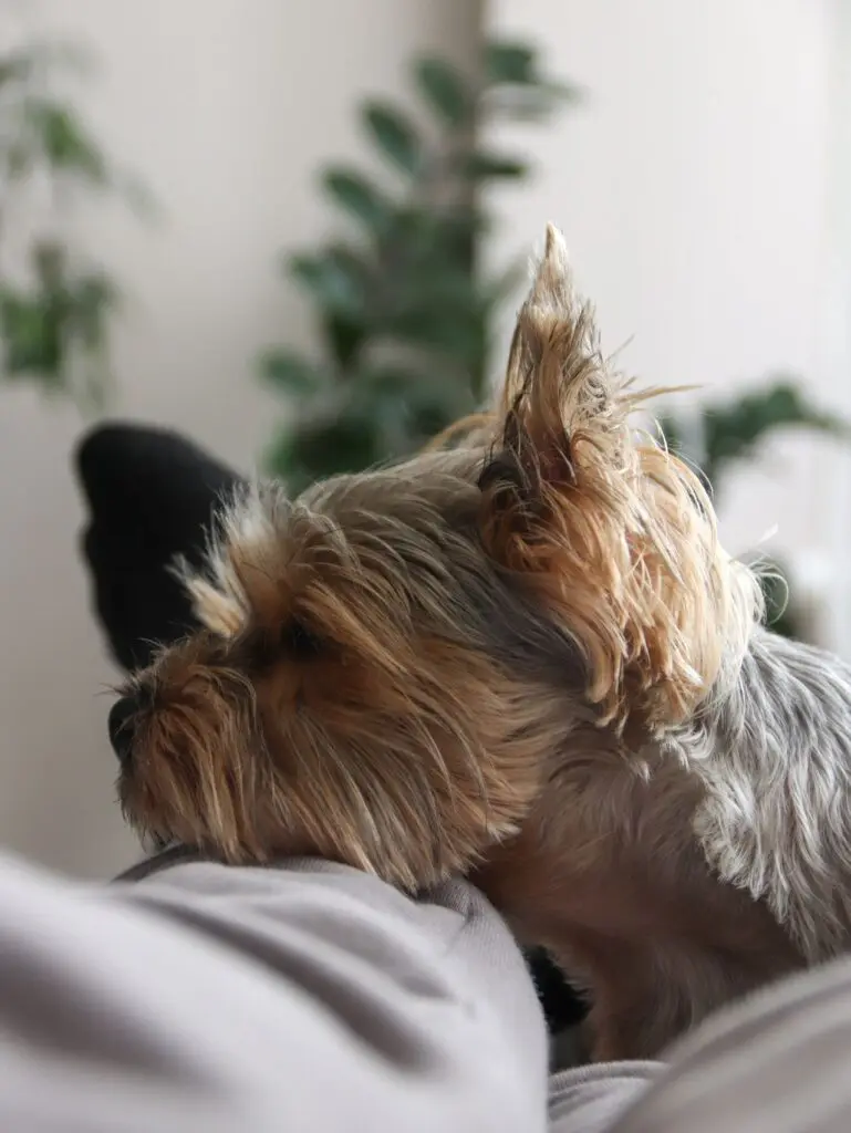 Yorkshire terrier resting it's head on owners leg