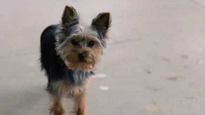 Yorkshire terrier on a walk looking up to the camera
