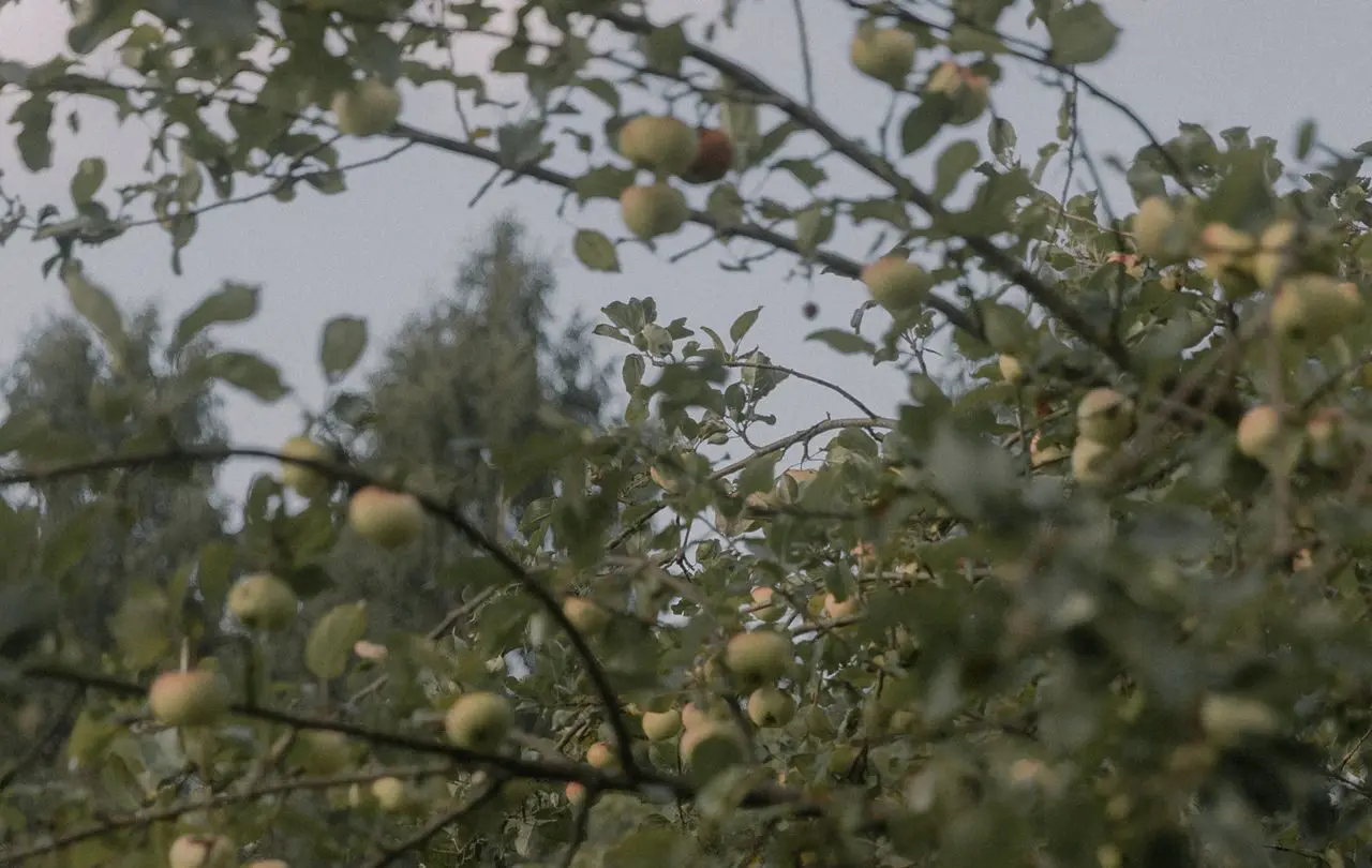 Brown and white dog sitting in an apple orchard.