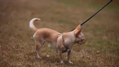 Chihuahua in a harness going for a walk on a lead.