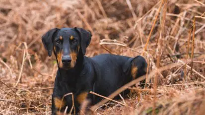 Black and tan Doberman laying in dried grasses.