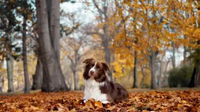 Broen and white border collie laying in the woods with golden leaves scattered on the ground