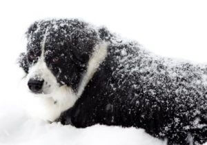 Recognising hypothermia in dogs